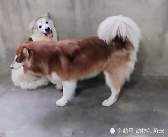 主人想抱一下别的狗玩,阿拉斯加犬不让还去咬