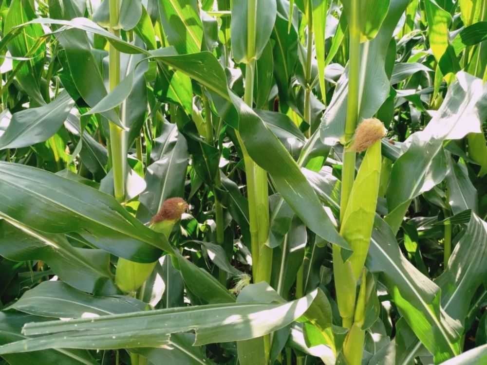 玉米灌浆期,该怎么管理?这样做,高产没问题!_腾讯新闻