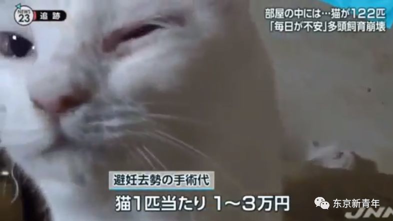 女租客养53只猫恶臭浓郁被赶走还要赔1000万日元 腾讯网