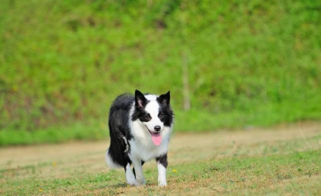 什么品种的狗最聪明?世界第一聪明的狗狗