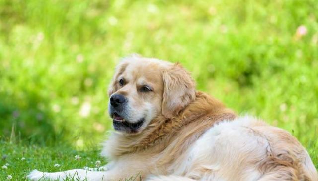 什么品种的狗最聪明?世界第一聪明的狗狗