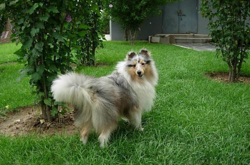 什么品种的狗最聪明?世界第一聪明的狗狗