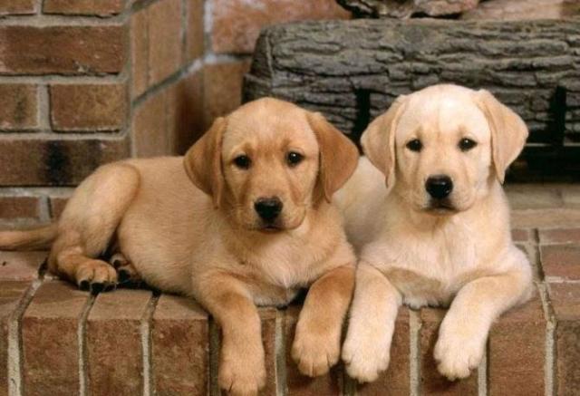 什么品种的狗最聪明?世界第一聪明的狗狗