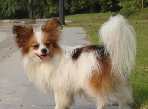 什么品种的狗最聪明?世界第一聪明的狗狗