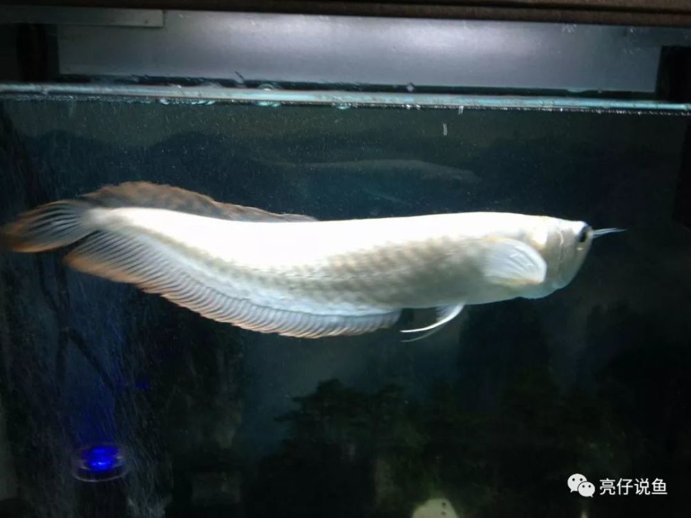 银龙鱼老是生病怎么办?十种常见病了解一下