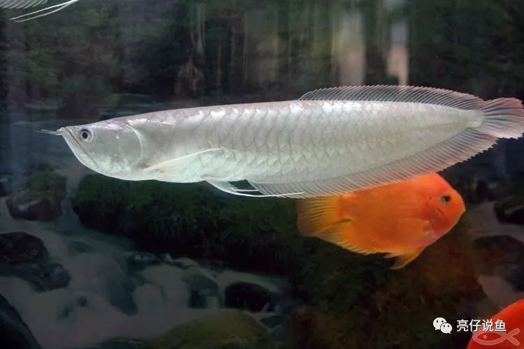 银龙鱼老是生病怎么办?十种常见病了解一下