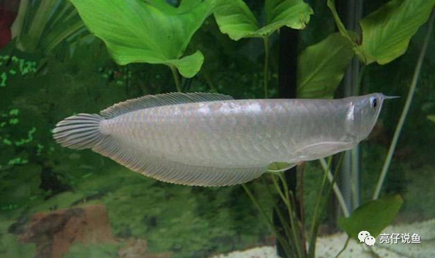 银龙鱼老是生病怎么办?十种常见病了解一下
