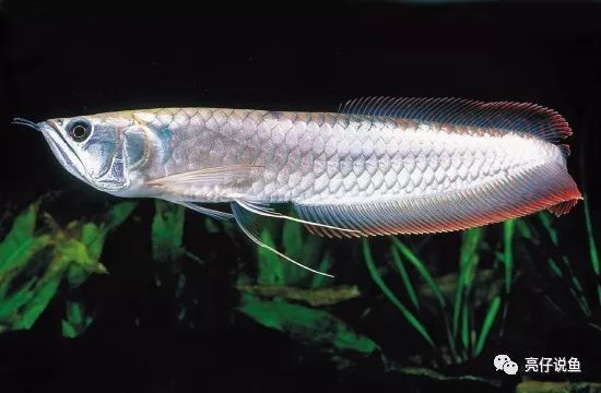 银龙鱼老是生病怎么办?十种常见病了解一下
