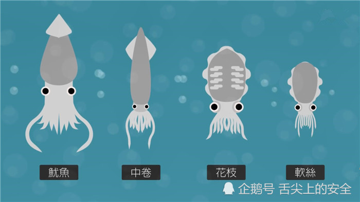 吃了几十年的章鱼墨鱼和鱿鱼，别告诉我，你还分不清谁是谁?