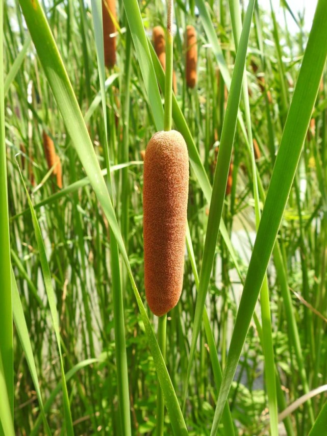 农村这种野草长得奇特,据说有多种功效,识货的抢着要