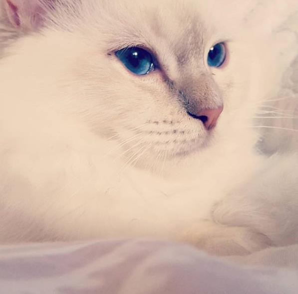 全世界最时尚的猫,脚踩香奈儿,年入2000万,过得