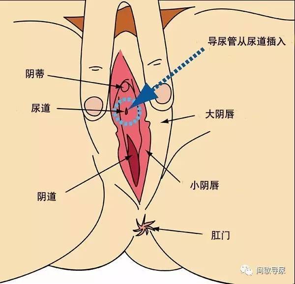 尿道位置图片