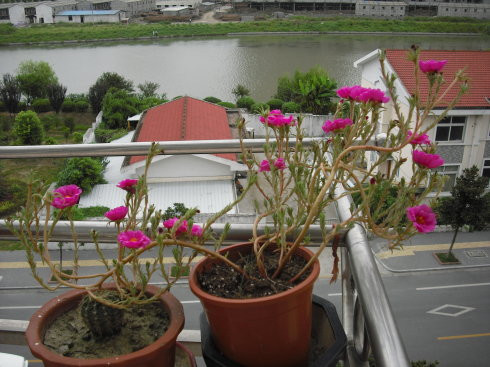 太陽花想養好真