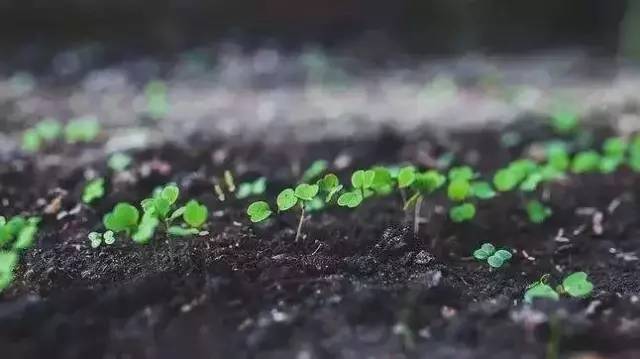 肥料包装袋上的 洋文 哪些是在忽悠人 不想被骗 必须认准 腾讯新闻