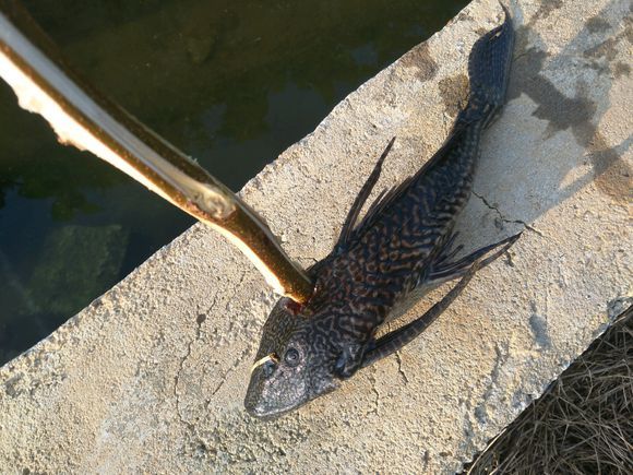 直接刺死:广西郁江,清道夫泛滥成灾,钓鱼人痛恨