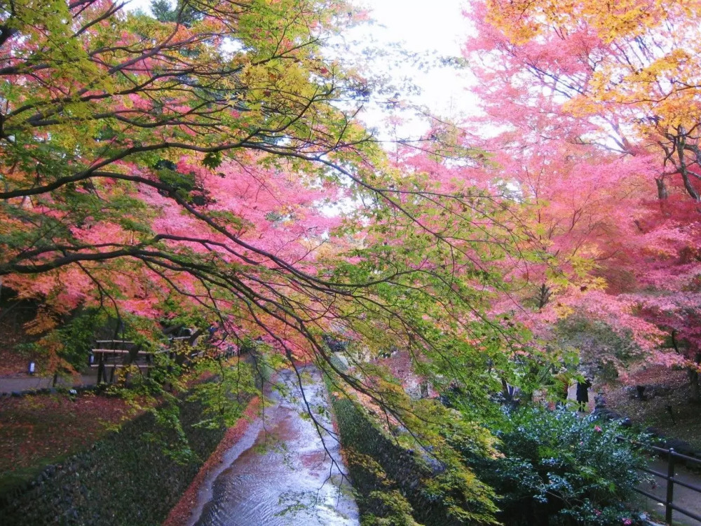 秋天到了,你要和我一起去这里看红叶吗?