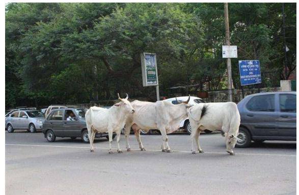 印度神牛泛滥，为何中国吃货却不敢吃这种神牛?