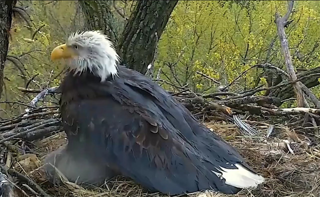 鹰爸爸叼肉回来喂鹰宝宝,鹰妈妈却撒娇抢来吃:本宝宝还饿着呢