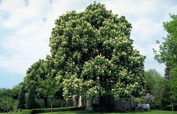 生态效益颇佳的七叶树,是优良的行道树或庭院树