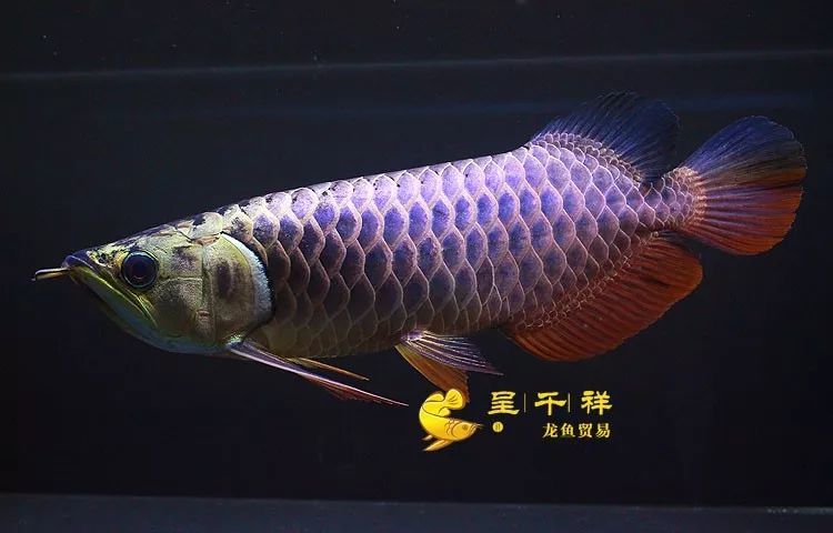 金龍魚藍底廣州呈千祥龍魚貿易金龍魚過背古典藍底炮彈頭小金頭小過背