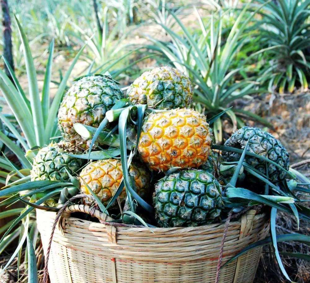 高要双马菠萝又到收获季,品优量少市场价涨至10元/斤