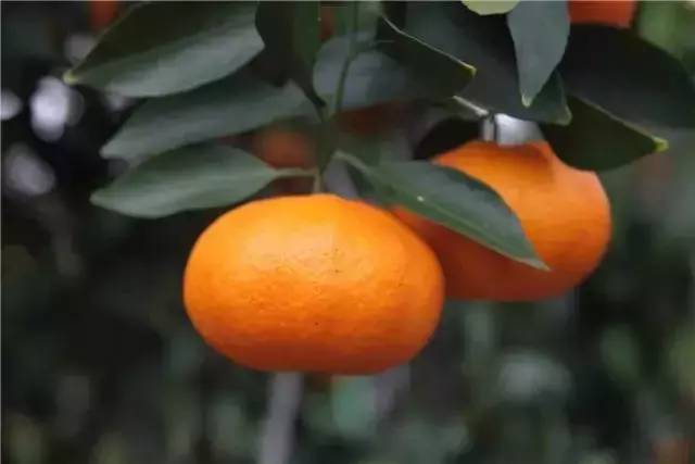 100元一个,这到底是什么柑橘新品种?