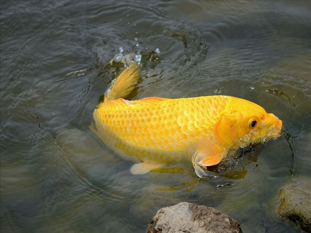 想要養魚不知道養什麼品種的?今天給大家介紹幾種魚!