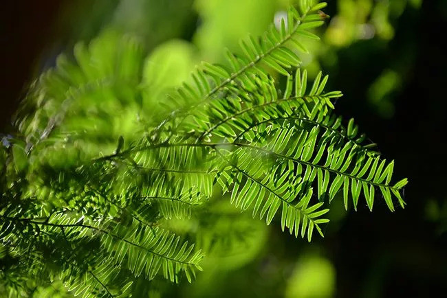 功能农业:好种的中草药品种推荐