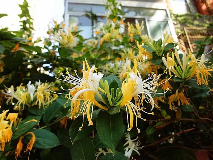 功能农业:好种的中草药品种推荐