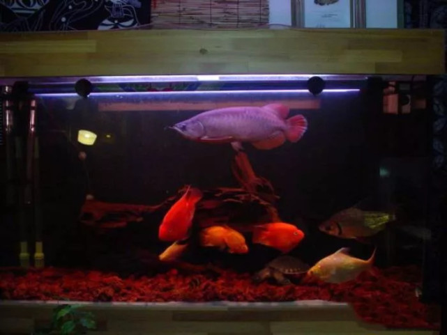 腾讯内容开放平台