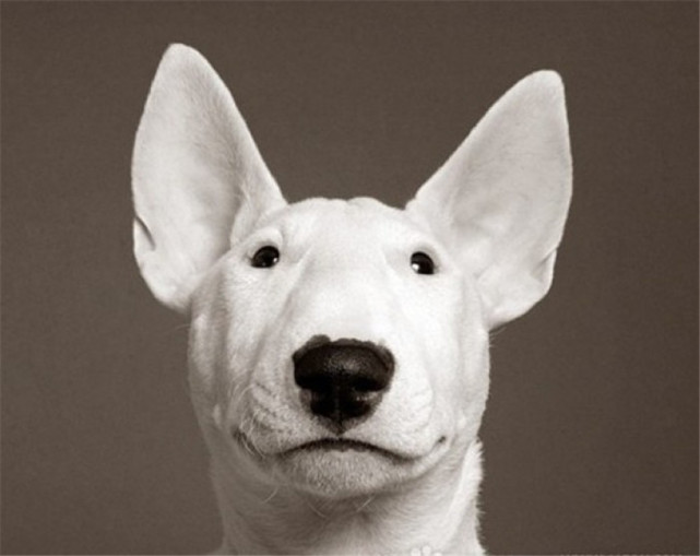 被称世上最"丑"的狗牛头梗,它的性格特点和日常护理