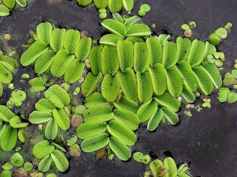 十九,滿江紅科azollaceae通常為小型漂浮水生蕨類.