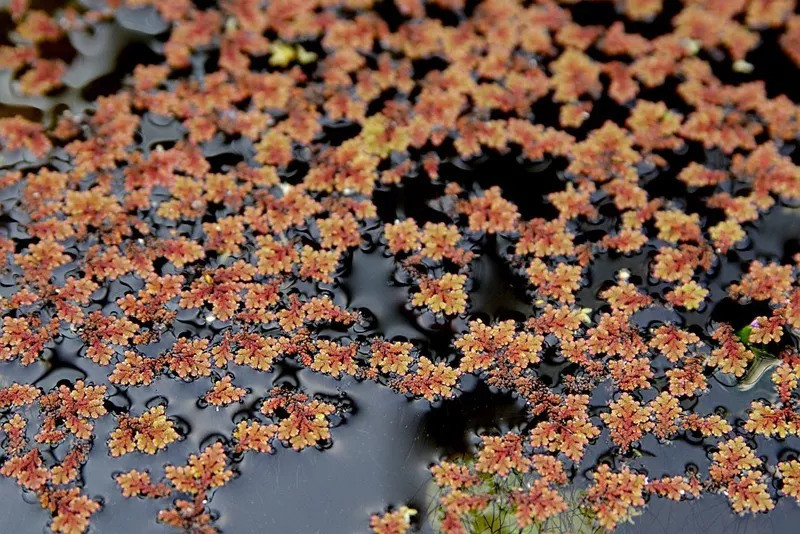 滿江紅azolla pinnata r. br. subsp. asiatica r. m. k.