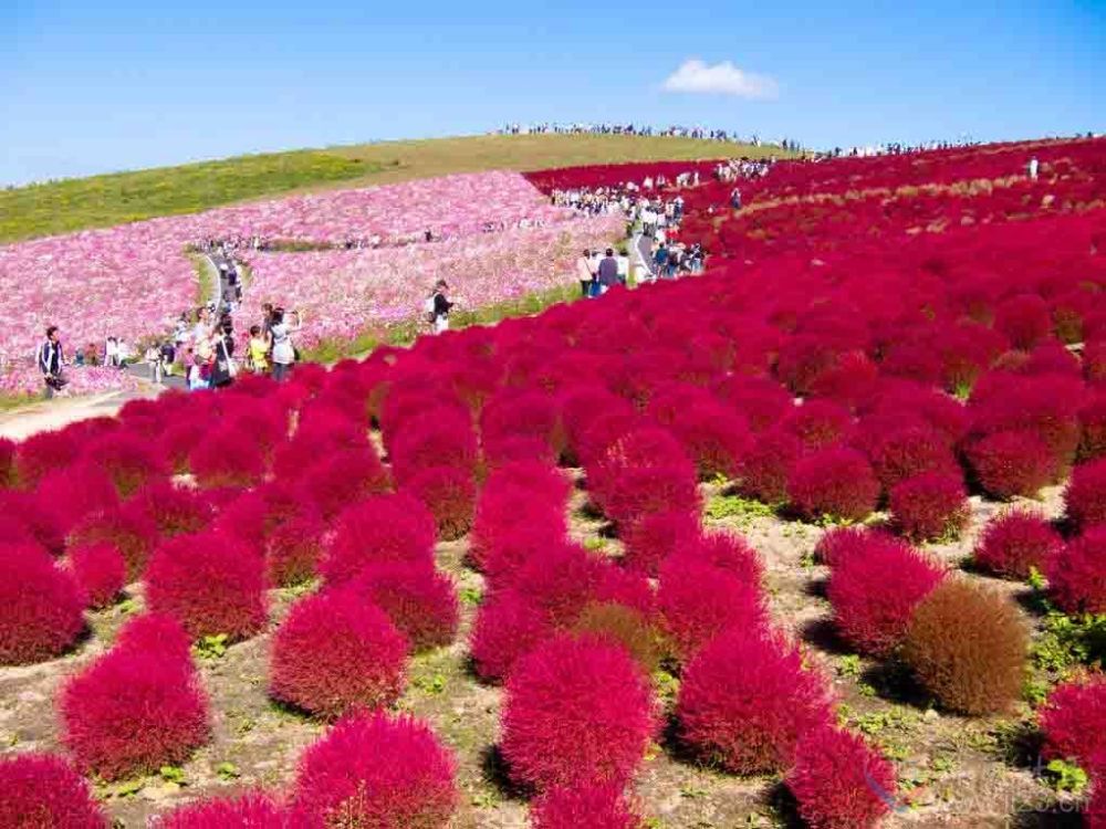 农村地里有种野草,可食用可入药可做扫帚,还是