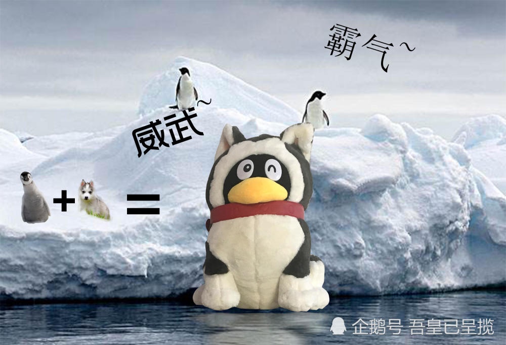 你见过哈士奇与企鹅的串吗?哈哈哈哈哈哈哈哈,快来一饱眼福