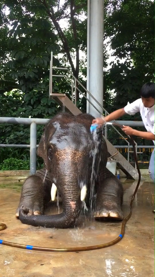 饲养员给大象洗澡,看到大象这般模样,让人忍不住想去摸一把