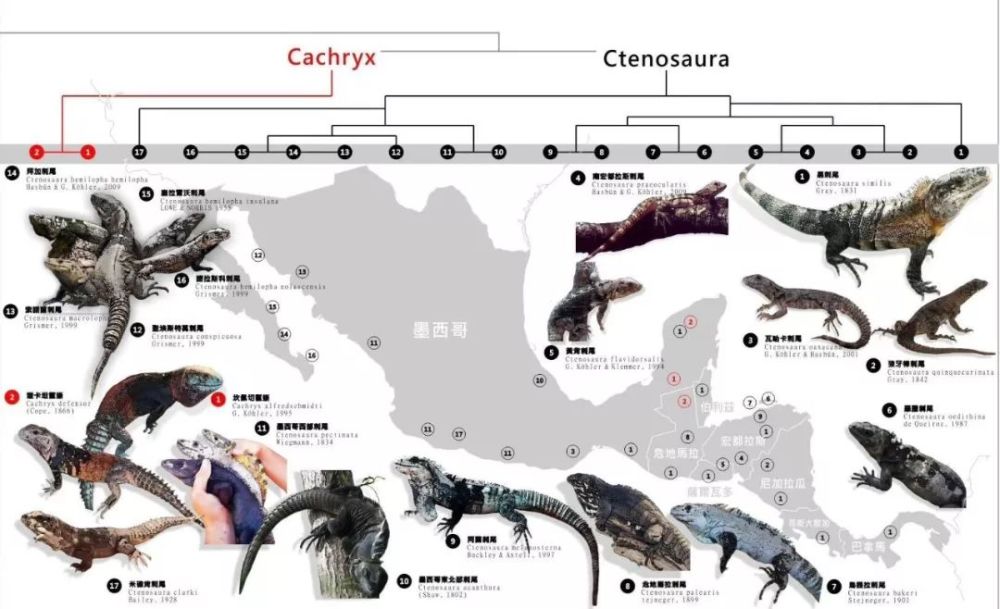 生活在21世纪的迅猛龙--墨西哥刺尾鬣蜥