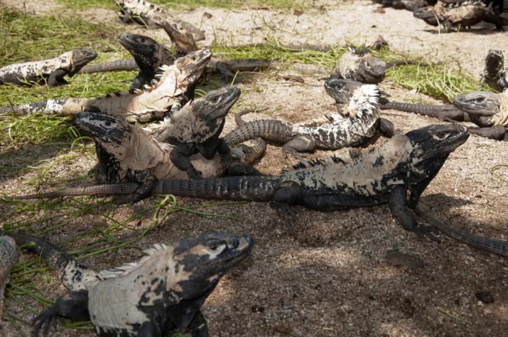 生活在21世纪的迅猛龙--墨西哥刺尾鬣蜥