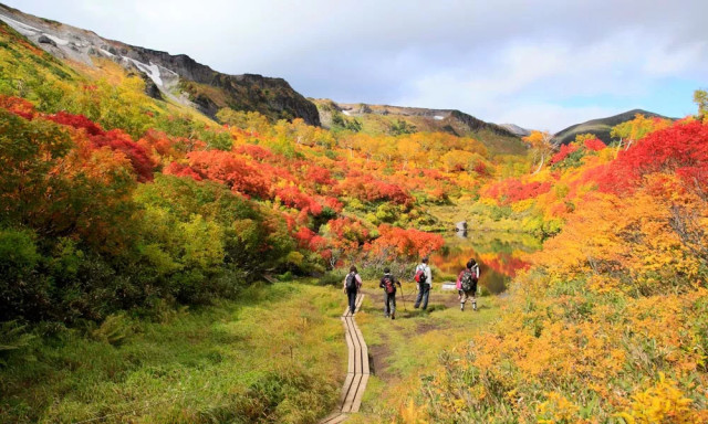 十一 北海道红叶 狩猎 指南