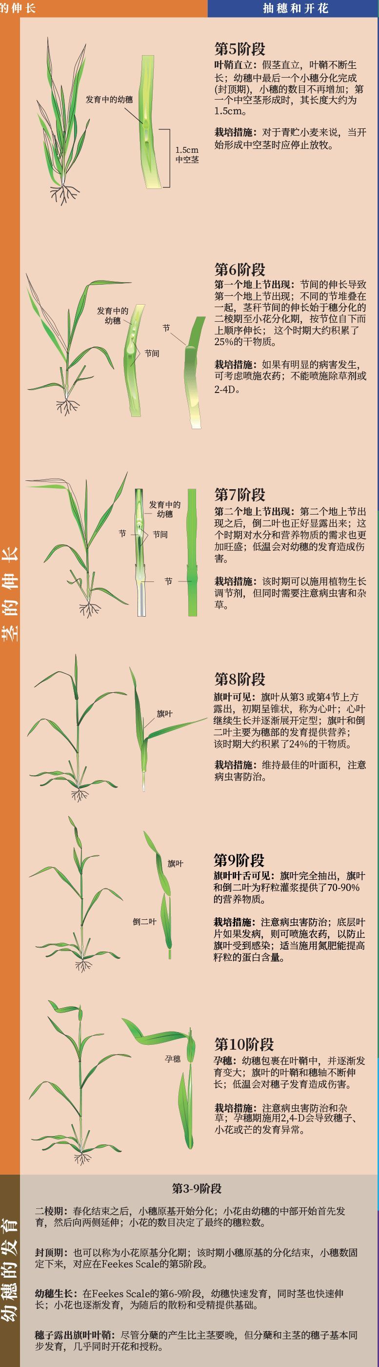 小麦四叶一心图片图片