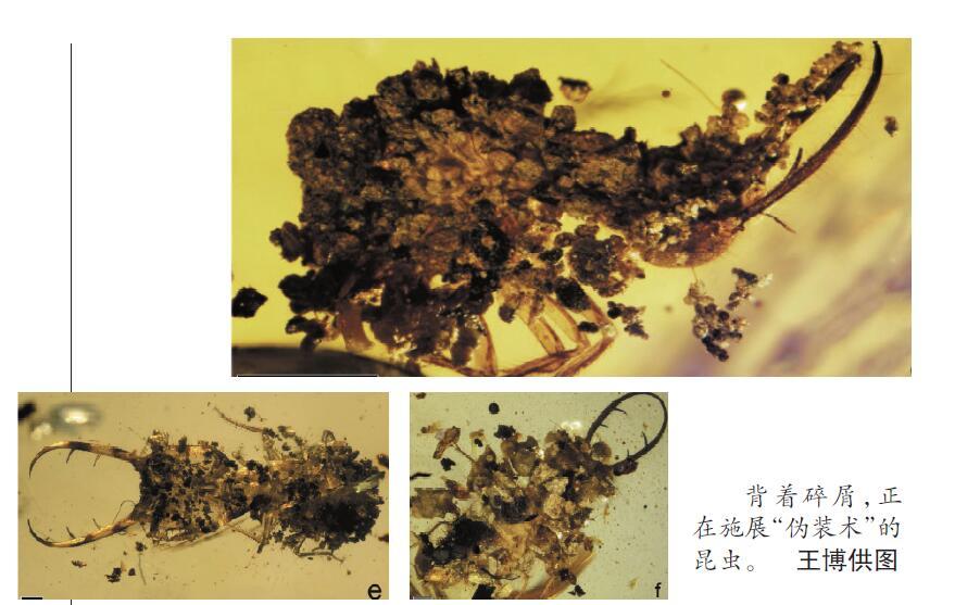 科学家在琥珀里发现 证据 一亿年前昆虫已练就 伪装术 腾讯网