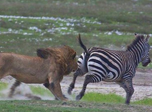 一只斑马独自散步时被雄狮盯上,展开了猛烈的追杀