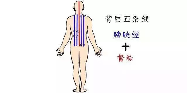 推背方法:操作者将掌根放于受推者督脉两侧较丰厚的肌肉处,用腰部力量