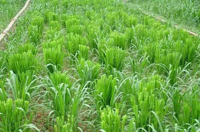 打开腾讯新闻,查看更多图片 >皇竹草由象草和美洲狼尾草杂交选育而成