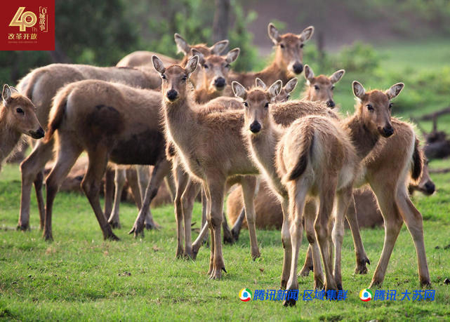 盐城改革开放四十周年:东方神鹿启示录