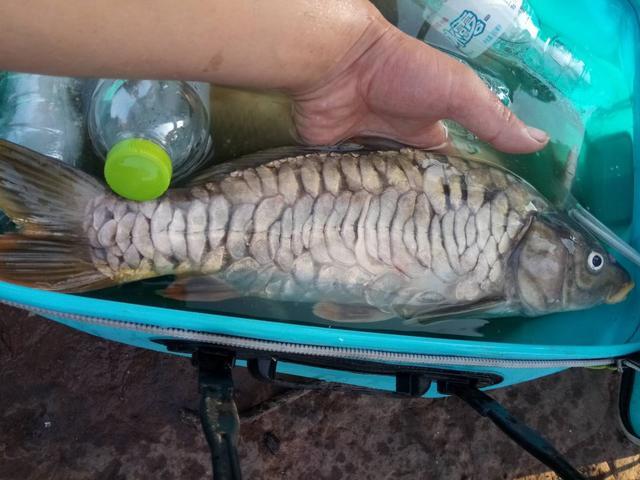 运气好!继光水库钓获条3斤重 "花甲鲤鱼",接待表示很难钓获