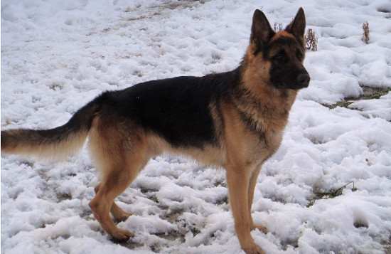 况且德国牧羊犬它是短毛狗,能掉多少呀?对此我只想说,亲,你没养过它.