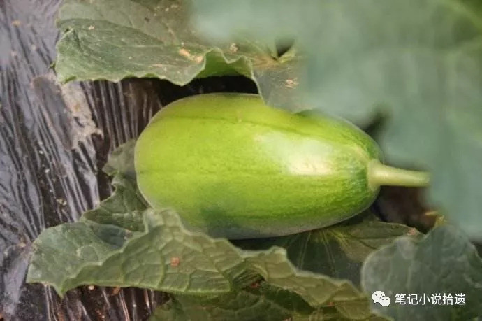 仙食谱之《山家清供》--比起摆谱,今人何能及古