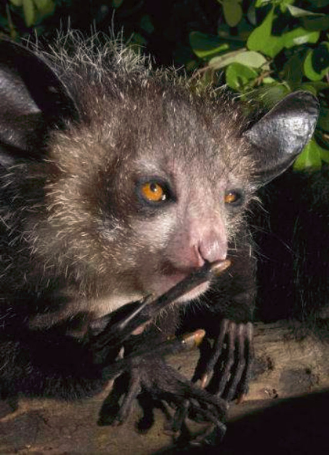 指狐猴身怀一阳指神功却被人追杀到濒危这一切皆因它长太丑