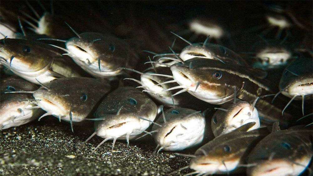 鯰魚是最噁心的魚?大錯特錯!它比鮑魚營養都高,你已錯過太多